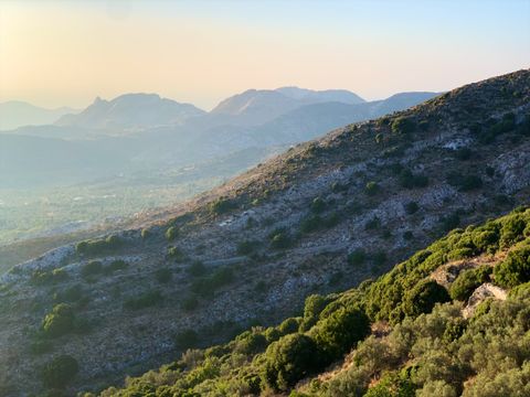 Olive-covered hillside above layered mountains in the golden evening light