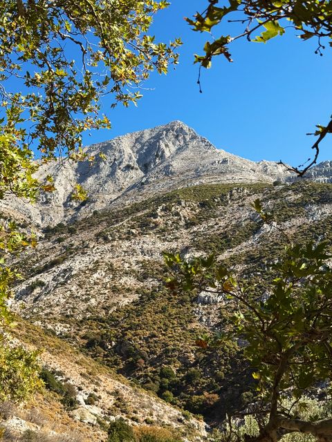 Rocky mountain peak under a blue sky, framed by plane-tree leaves