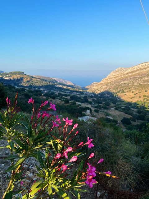 Pink oleander above a green valley that runs down to the sea